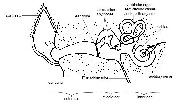 Dog ear structure - infection