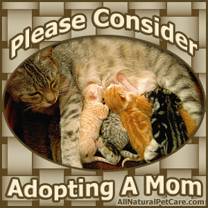 Adopt an adult cat from your local animal shelter