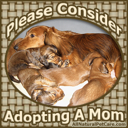 Adult dog adoption