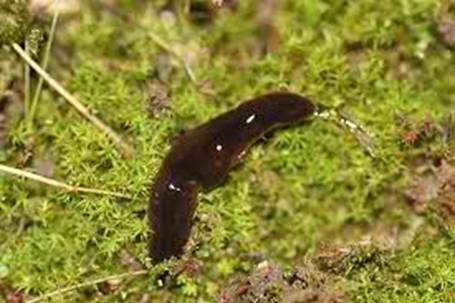 How To Get Rid Of Planaria