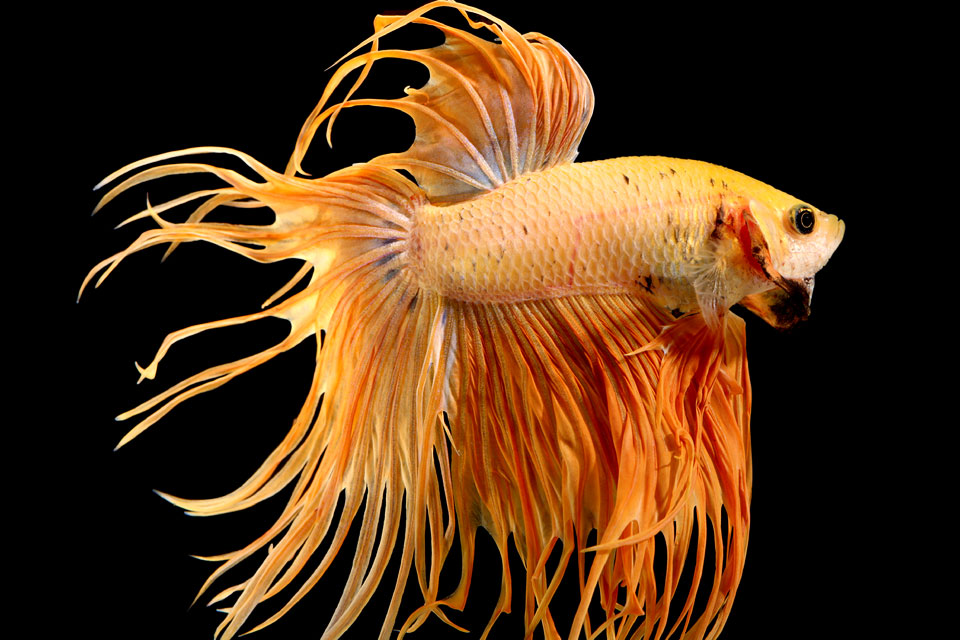 Betta Fish Constipation? Here's How to Treat It!