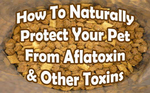 Natural Pet Protection from Aflatoxin (and other Toxins) with Montmorillonite Clay