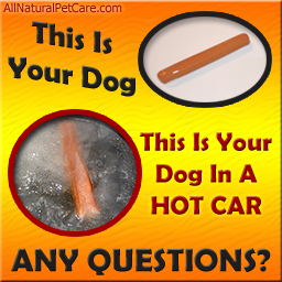 Dogs Die in Hot Cars