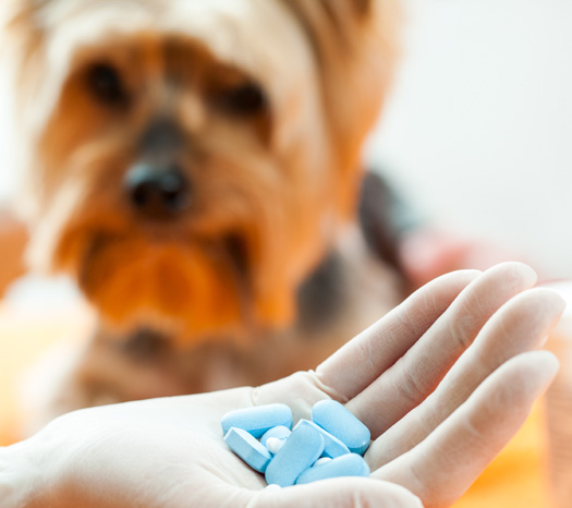 Safety of OTC Pain Relievers & Antiinflammatories for Dogs and Cats