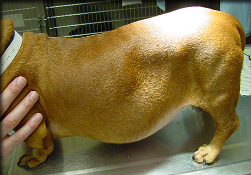 Natural Treatment of Canine & Equine Hyperadrenocorticism (Cushing's Disease)