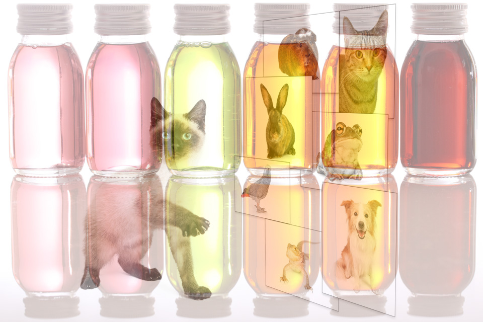 30 Essential Oils That May Not Be Safe For Pets