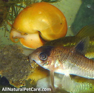 Get Rid of Aquarium Algae the Natural Way - Snail & Cory