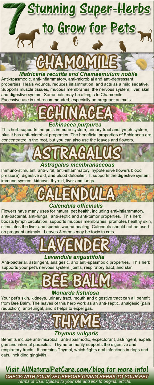7 Stunning Super-Herbs to Grow for Pets (with Infographic)