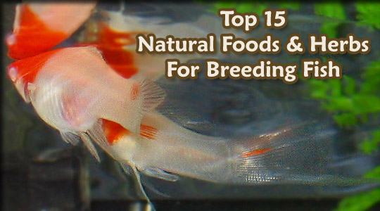 Natural Foods and Herbs for Breeding Fish