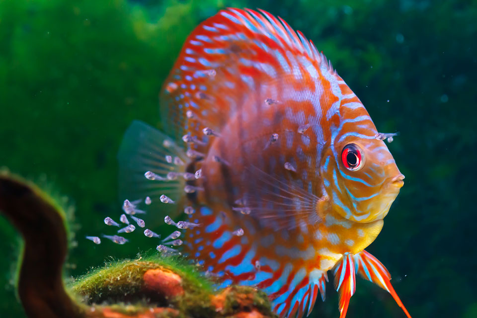 live food for aquarium fish