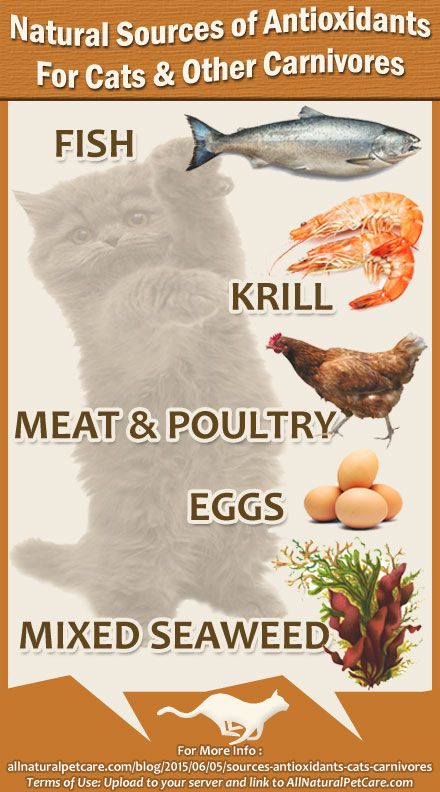 Top 5 Sources of Antioxidants for Cats & Other Carnivores with Infographic