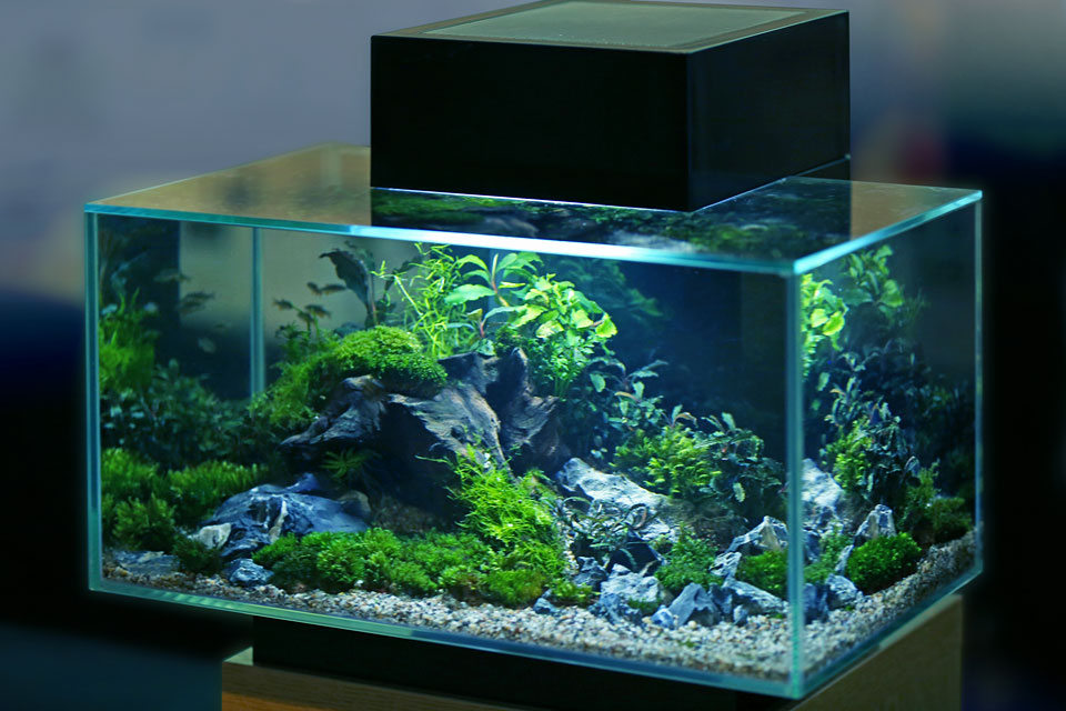 Natural Ways to Keep Aquariums Cool (With Infographic)