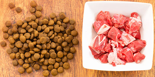 High Protein Diets Can Be A Dog's Best Friend