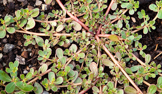Wild Vegetable and Herb Foraging for Pets - Purslane