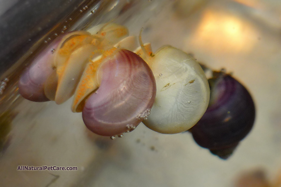 Hatching Applesnail (Mystery Snail) Eggs in Your Aquarium