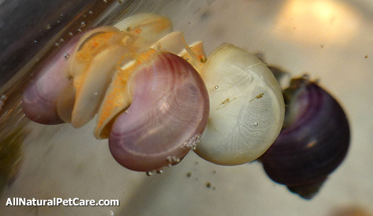 Hatching Apple Snail (Mystery Snail) Eggs in Your Aquarium