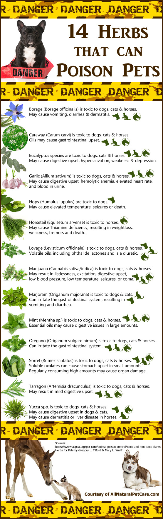 Herbs that may be Toxic to Pets Infographic